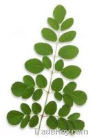 Moringa Leaves and Powders for supply