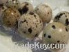 fresh Quail meat & Eggs