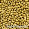 Coriander Seeds