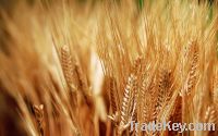 Red Hard Winter Wheat