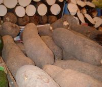 Yam tuber