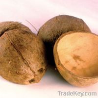 Coconut Shell