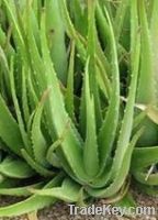 Aloe Vera essential oil