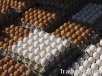 Brown and White Chicken Table and Fertilized Eggs