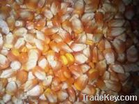 Maize | Maize Exporter | Corn Grain Seller | Maize Buyer | Bulk Maize Grain Importer | Corn bean Buyer | Corn bean Wholesaler | Corn Grain Manufacturer | Best Quality Corn Grain | Cheap Maize Supplier | Low Price Corn | Yellow Corn | White Cron | Baby Mai