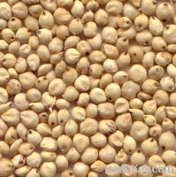 Sorghum Grain for Animal Feed