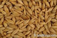 Barley Grain, rape seeds, sesame seedsl, Animal Feed