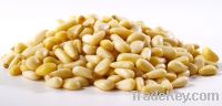 high quality pine nuts for sale