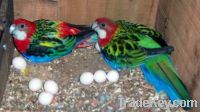 Fresh and Fertile Parrots Eggs For Sale