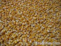 yellow corn for animal feed