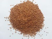 Premium Natural Yellow-White Sesame Seed----- Bangladesh Origin