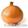 Yellow Onion From Turkey