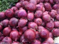 High Quality Fresh Onion