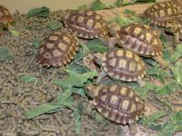 Healthy Tortoises/ Lizards/ Snakes/ Turtles