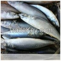 Mackerel Fish (Size 200-300G) Ready Stock to Ship