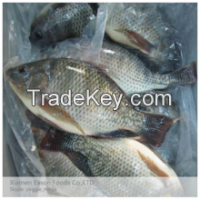 Black Tilapia Whole Round