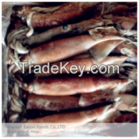 Frozen Squid Todarodes Pacificus 250-300g