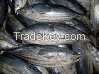 Frozen Salmon Fish available for sale