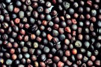 CANOLA SEED