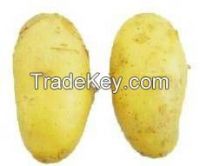 Supply fresh and quality vegetable from Bangladesh