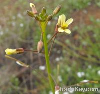 Medicinal plant seeds