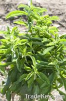 Stevia plants for sale