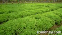 Stevia Contract Farming