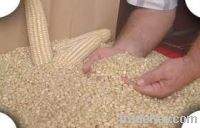 best quality yellow corn for sale with lowest price