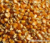 White Corn (Human Consumption)