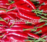 Fresh Chilli