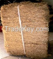 Sugarcane Bagasse