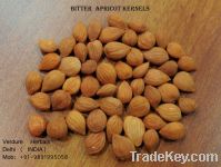 Sell Bitter Apricot Kernals