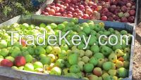 Fresh Golden Delicious Red and Green Apples