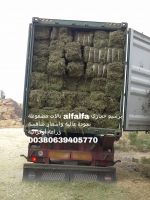 Top Quality Alfalfa Hay