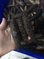 Dried sea cucumbers (spiky and bald)