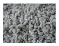 Best Quality cotton seeds for sale