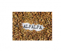 Best Quality Sprouting ALFALFA SEEDS