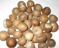 Best Quality betel Nuts