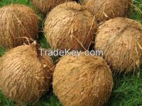 best price  Semi Husked Coconut for Sale