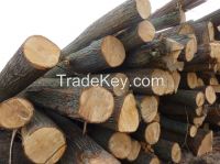 Basswood logs