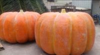 Artificial big Pumpkin for Decoration/Thanksgiving gift Ceramic artificial pumpkin/Wholesale delicate Artificial Pumpkins for Halloween gifts