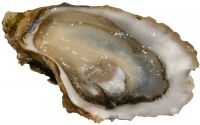 Oyster for sale at competitive prices