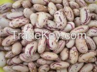 sugar beans for sale