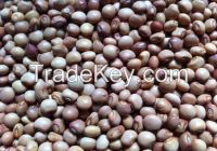Pigeon peas for sale