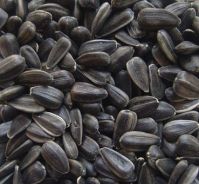 Refined Sunflower Oil Seeds