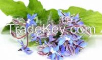 Borage