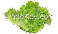 Leaf Lettuce
