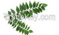 Curry Leaf