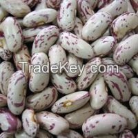 New Crop Light Speckled Kidney Bean, Good Price, High Quality