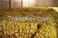 2015 new price of fresh ginger , ginger price , ginger